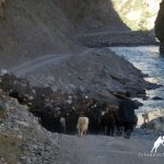 Yagnob river and shepherds, Trevelling in yagnob Valley, Tajikistan