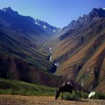 Donkey, Yagnob Valley, landscape, Tajikistan
