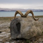 Marco Polo Horn, pamir, hunting, Tajikistan