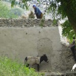 Daily life in Zong Village, Wakhan Valley, Pamir