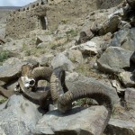 Ibex and marco Polo sheep horns in the Srines in Zong Village, Tajikistan