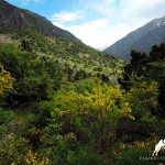 Plants and Flowrs in Hissar valley, Tajikistan