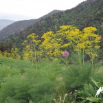 Plants and Flowrs in Shirkent National Park, Tajikistan