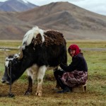 Pamiri Kyrgyz Nomadic Girl and yak in Alichur valley, Pamir, Tajikistan