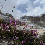 Plants on high altitude level, Fann mountains, Tajikistan