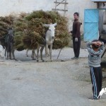Daily life in Zarafshan Valley, Tajikistan