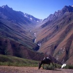 old photos, yagnobi donkey, yagnob valley, tajikistan